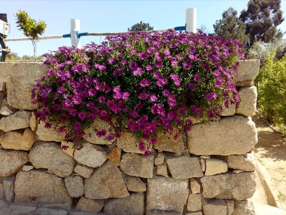 Quinta Ribeiro Tanquinhos Guest House Tancos Екстериор снимка